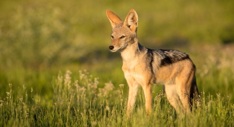 Black-Backed-Jackal-IML-Travel