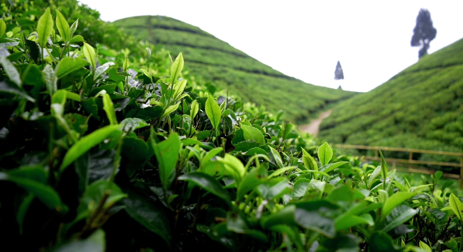 Darjeeling-tea-garden-IML-Travel