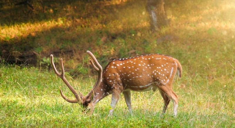Deer-IML-Travel