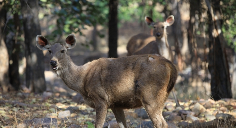Deer-in-Jungle-IML-Travel