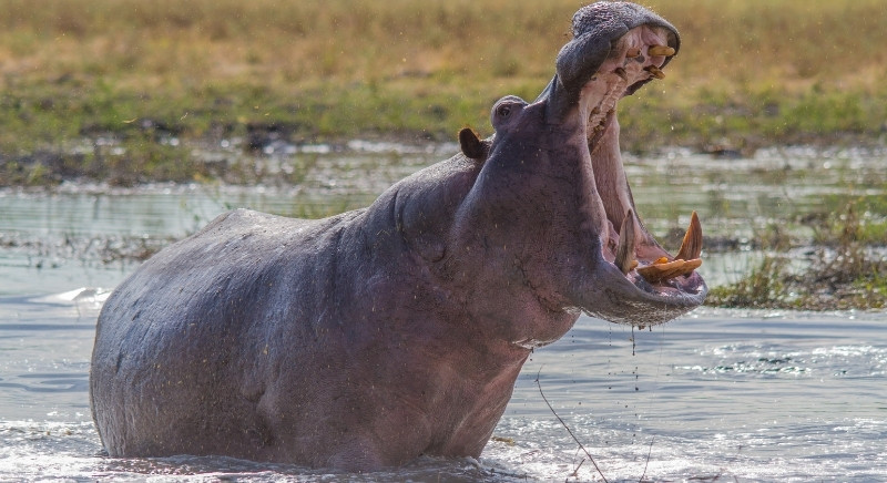 Hippopotamus-IML-Travel