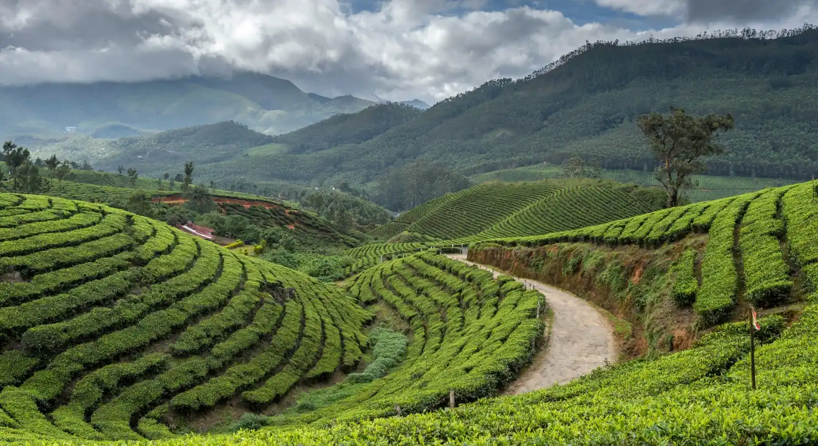 Kannan-Devan-Hills-Kerala-IML-Travel