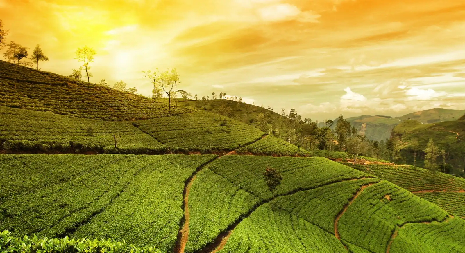 Kolukkumalai-Tea-Estate-Kerala-IML-Travel