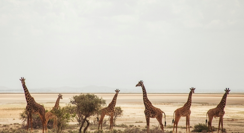 Masai-Giraffes-Kenya-IML-Travel