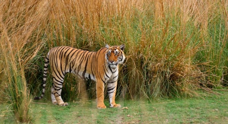 Tiger-IML-Travel
