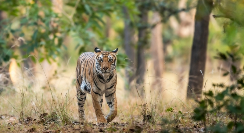 Tiger-in-Jungle-IML-Travel