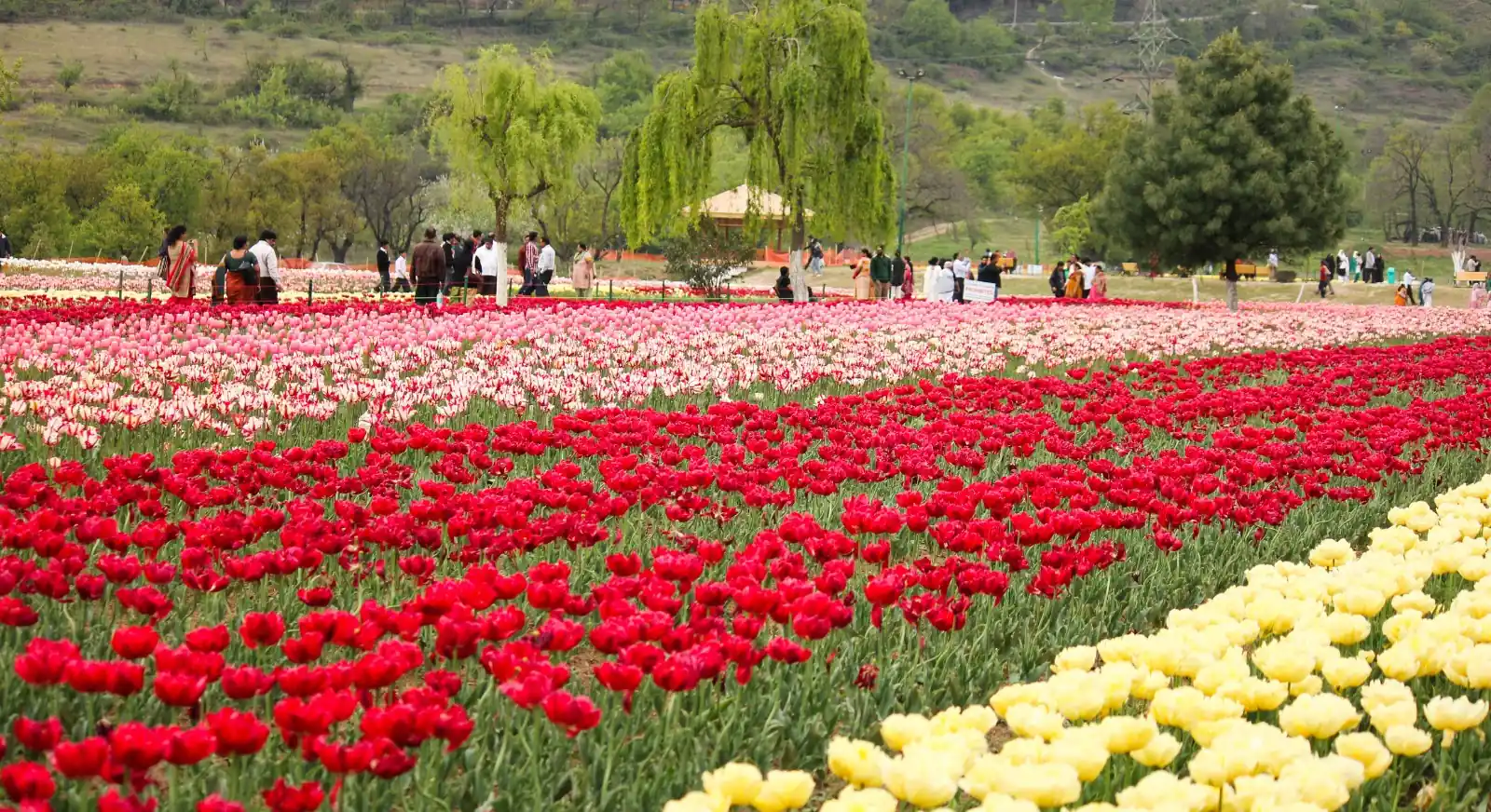 Tulip-Garden-Srinagar-Jammu-Kashmir-IML-Travel
