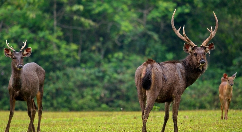 Two-Deer-in-Jungle-IML-Travel