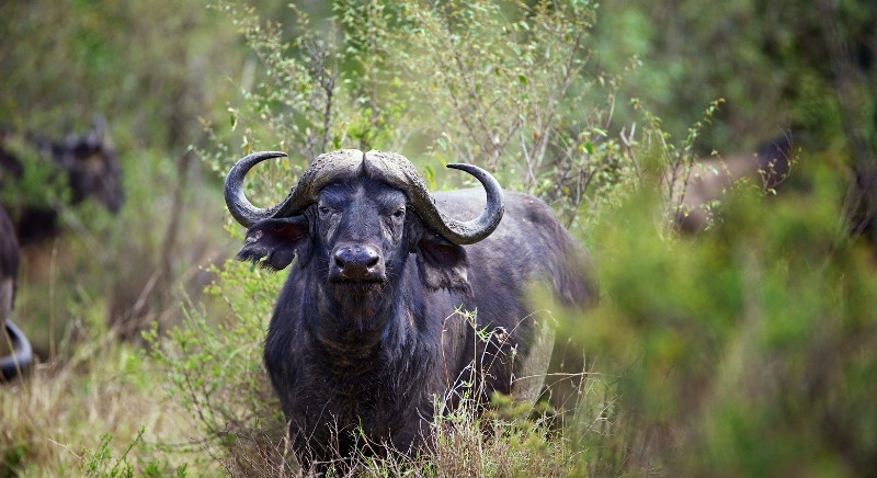 Wild-Buffalo-IML-Travel