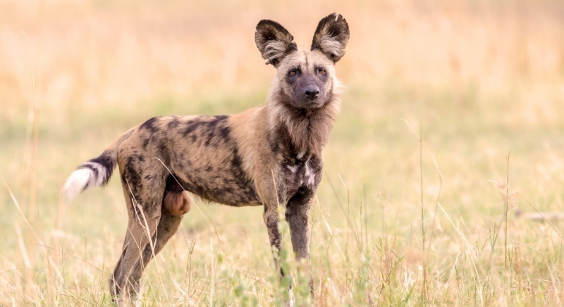 Wild-Dog-Standing-IML-Travel