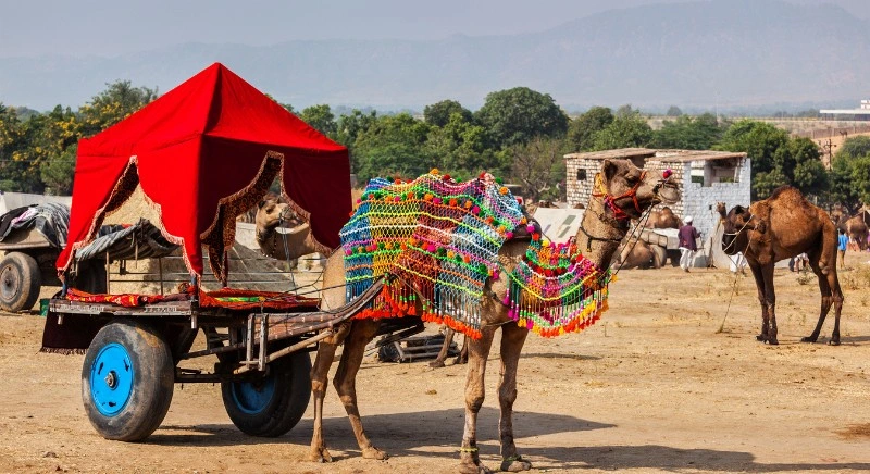 pushkar-camel-cart-IML-Travel