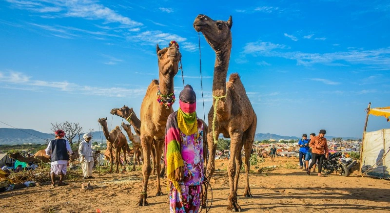 pushkar-camel-ride-IML-Travel