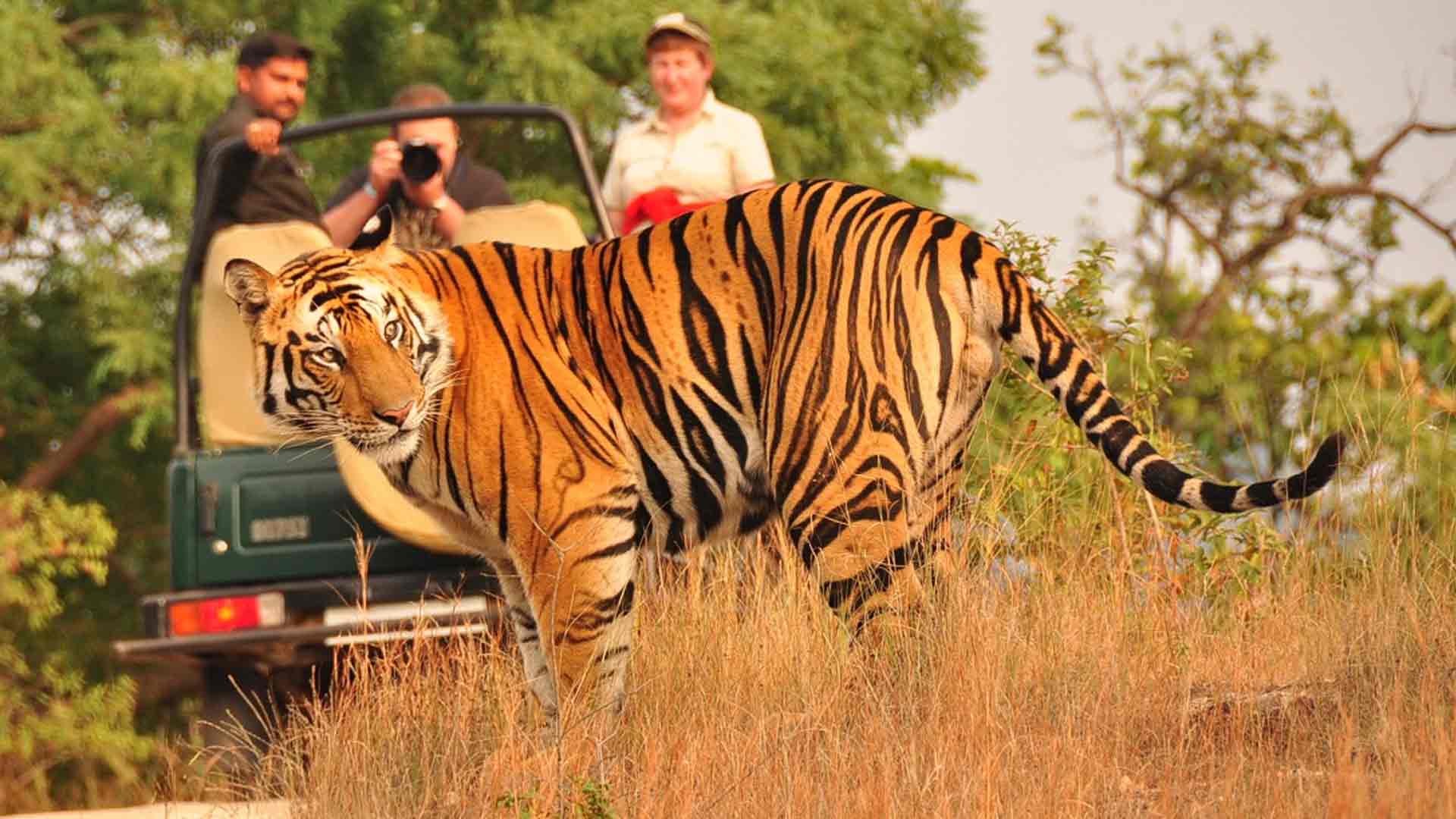 Tiger Safari India Iml Travel 1920x1080 Iml Travel Services