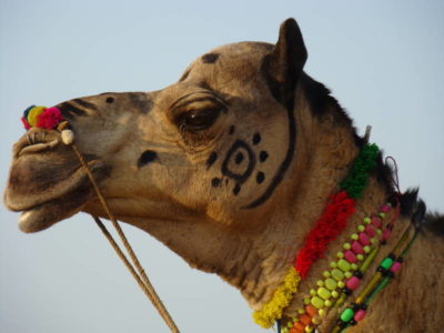 everything-you-need-to-know-about-pushkar-festival-800x600-IML-Travels-www.imltravel.com (17)