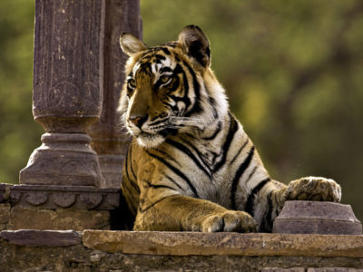 Tiger sitting in a chattri or palace in Ranthambore tiger reserve