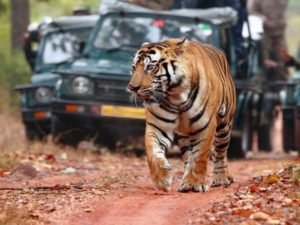 Ranthambore-national-park-sawai-madhopur-IML-Travel