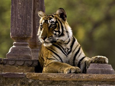 sariska tiger reserve safari