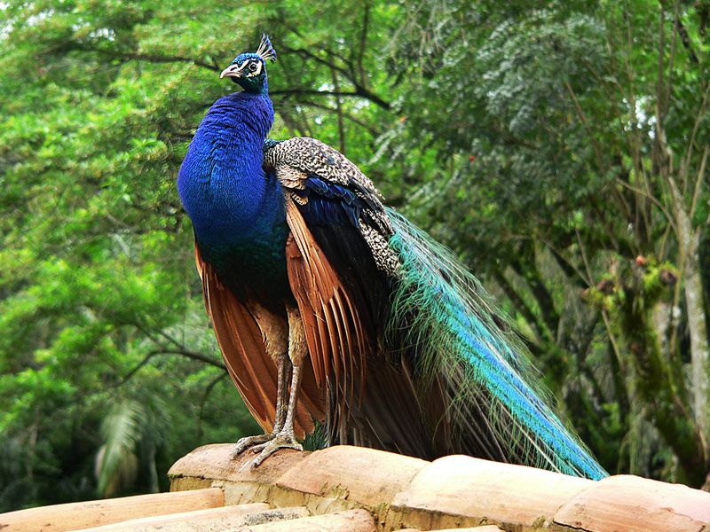 bharatpur-bird-sanctuary-IML-Travel