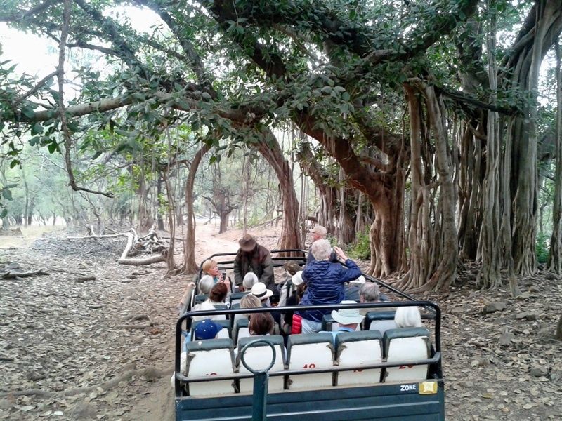 jungle-safari-sawai-madhopur-IML-Travel